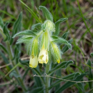  - Onosma fastigiata subsp. fastigiata