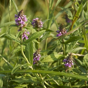 Photographie n°94546 du taxon Stachys officinalis (L.) Trévis. [1842]