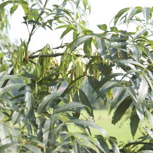 Photographie n°94548 du taxon Fraxinus excelsior L. [1753]