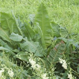 Photographie n°94550 du taxon Rumex hydrolapathum Huds. [1778]