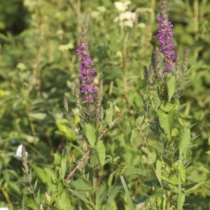 Photographie n°94561 du taxon Lythrum salicaria L. [1753]