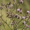  Claire Sutter - Cirsium arvense (L.) Scop. [1772]