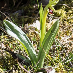 Photographie n°94584 du taxon Ophrys aymoninii (Breistr.) Buttler [1986]