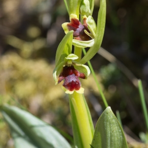 Photographie n°94585 du taxon Ophrys aymoninii (Breistr.) Buttler [1986]