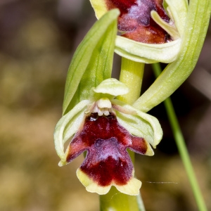 Photographie n°94586 du taxon Ophrys aymoninii (Breistr.) Buttler [1986]