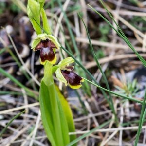Photographie n°94587 du taxon Ophrys aymoninii (Breistr.) Buttler