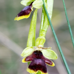 Photographie n°94588 du taxon Ophrys aymoninii (Breistr.) Buttler