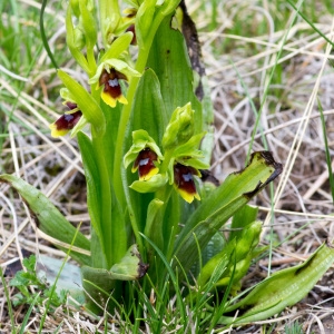 Photographie n°94589 du taxon Ophrys aymoninii (Breistr.) Buttler