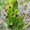  Jean-Jacques Houdré - Ophrys aymoninii (Breistr.) Buttler