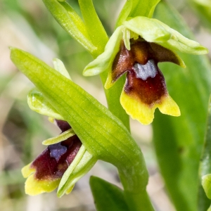 Photographie n°94590 du taxon Ophrys aymoninii (Breistr.) Buttler