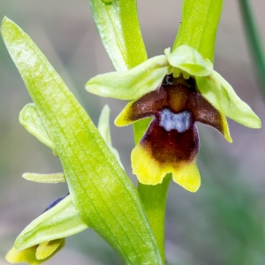 Photographie n°94591 du taxon Ophrys aymoninii (Breistr.) Buttler