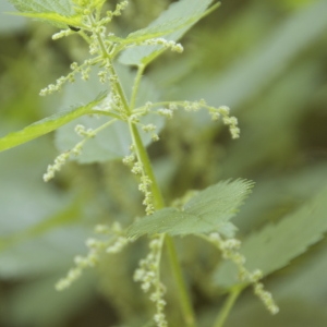 Photographie n°94602 du taxon Urtica dioica L. [1753]