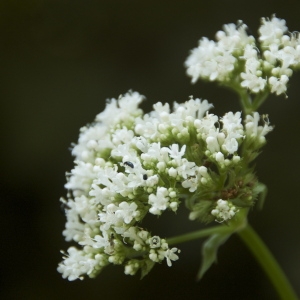 Photographie n°94603 du taxon Valeriana officinalis L. [1753]