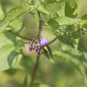 Photographie n°94606 du taxon Solanum dulcamara L. [1753]