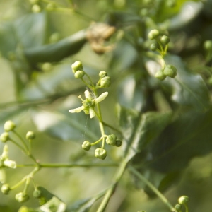 Photographie n°94628 du taxon Euonymus europaeus L. [1753]