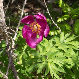  - Paeonia officinalis subsp. microcarpa (Boiss. & Reut.) Nyman [1878]