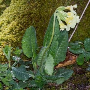 Photographie n°94652 du taxon Primula elatior (L.) Hill