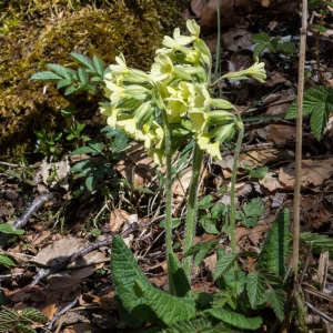 Photographie n°94654 du taxon Primula elatior (L.) Hill