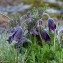  Jean-Jacques Houdré - Pulsatilla rubra var. serotina (H.J.Coste) Aichele & Schwegler [1957]