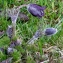  Jean-Jacques Houdré - Pulsatilla rubra var. serotina (H.J.Coste) Aichele & Schwegler [1957]