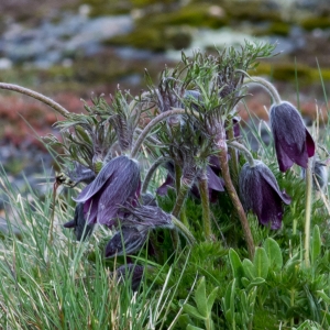 Pulsatilla vulgaris subsp. rubra var. serotina (H.J.Coste) B.Bock