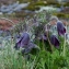  Jean-Jacques Houdré - Pulsatilla rubra var. serotina (H.J.Coste) Aichele & Schwegler [1957]