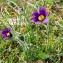  Jean-Jacques Houdré - Pulsatilla vulgaris var. costeana Aichele & Schwegler [1957]