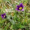  Jean-Jacques Houdré - Pulsatilla vulgaris var. costeana Aichele & Schwegler [1957]