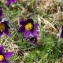  Jean-Jacques Houdré - Pulsatilla vulgaris var. costeana Aichele & Schwegler [1957]