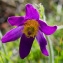  Jean-Jacques Houdré - Pulsatilla vulgaris var. costeana Aichele & Schwegler [1957]