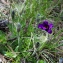  Jean-Jacques Houdré - Pulsatilla vulgaris var. costeana Aichele & Schwegler [1957]