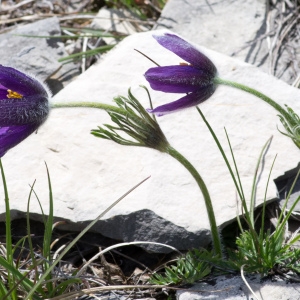  - Pulsatilla vulgaris var. costeana Aichele & Schwegler [1957]