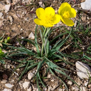 Photographie n°94671 du taxon Ranunculus gramineus L. [1753]