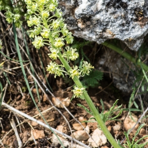 Photographie n°94673 du taxon Reseda lutea L.