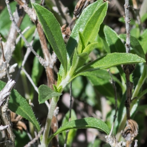 Photographie n°94680 du taxon Satureja montana L. [1753]