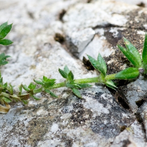 Photographie n°94685 du taxon Sherardia arvensis L. [1753]