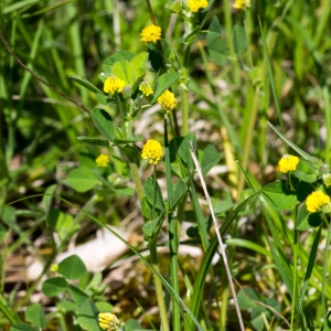 Photographie n°94696 du taxon Trifolium campestre Schreb. [1804]