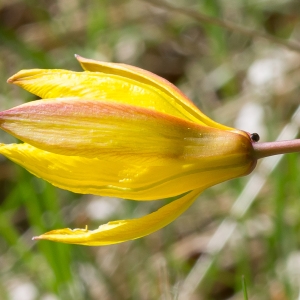 Photographie n°94700 du taxon Tulipa sylvestris subsp. australis (Link) Pamp.