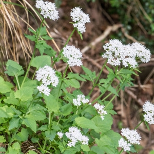 Photographie n°94702 du taxon Valeriana tripteris L.