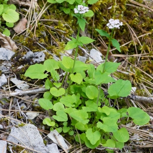 Photographie n°94703 du taxon Valeriana tripteris L.