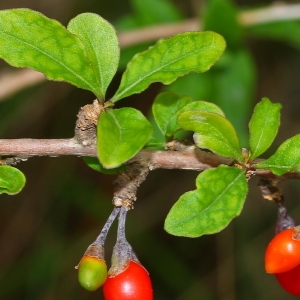 Photographie n°94711 du taxon Lycium barbarum L. [1753]