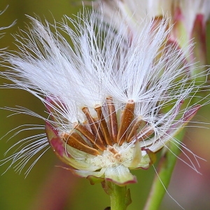 Photographie n°94721 du taxon Aster tripolium L.