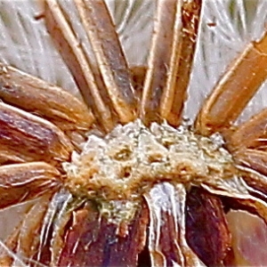 Photographie n°94741 du taxon Aster tripolium L.