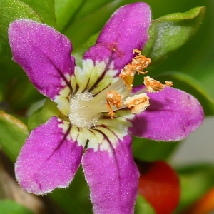 Photographie n°94759 du taxon Lycium barbarum L. [1753]