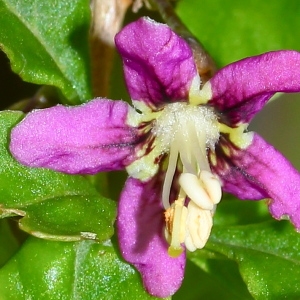 Photographie n°94761 du taxon Lycium barbarum L. [1753]