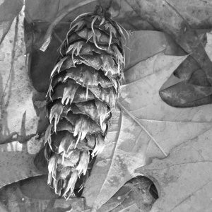Photographie n°94765 du taxon Pseudotsuga menziesii (Mirb.) Franco [1950]