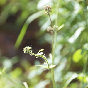 Photographie n°94786 du taxon Clinopodium vulgare L. [1753]