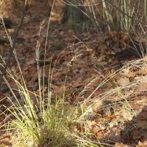 Photographie n°94795 du taxon Deschampsia cespitosa (L.) P.Beauv. [1812]