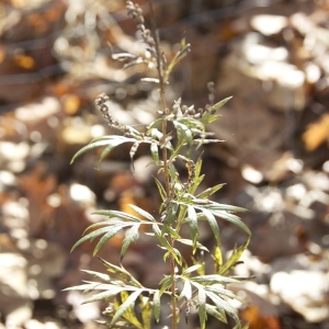 Photographie n°94797 du taxon Artemisia vulgaris L. [1753]