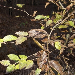 Photographie n°94799 du taxon Carpinus betulus L. [1753]